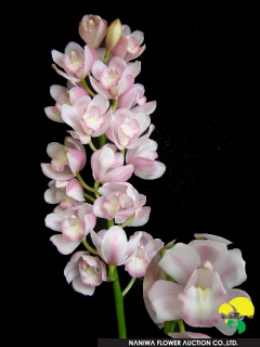 Cymbidium Aikosama.jpg